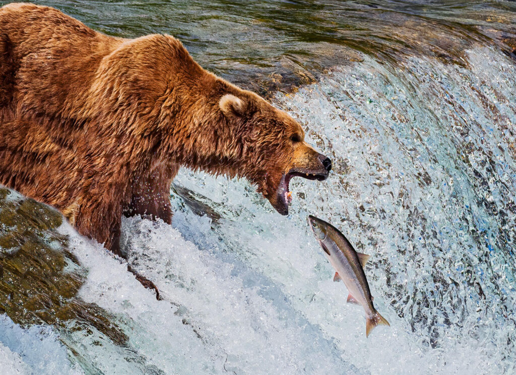 When salmon migrate upriver, bears gather for a hearty meal.