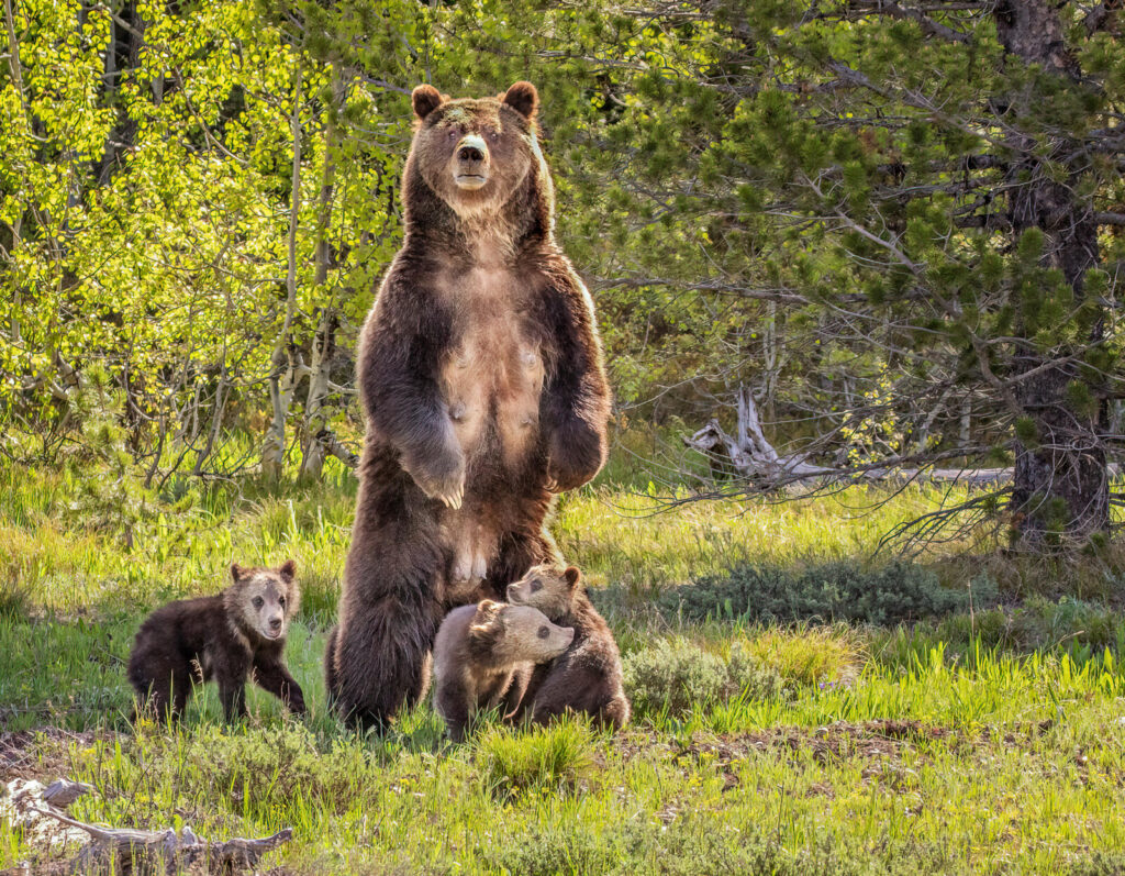 Brown bears are the most widely distributed bear species in the world, and are found in northern North America, Europe and Asia.