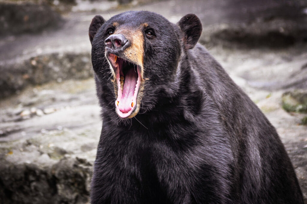 Bears' teeth are similar to humans, with broad, flat molars that can be used to grind food.