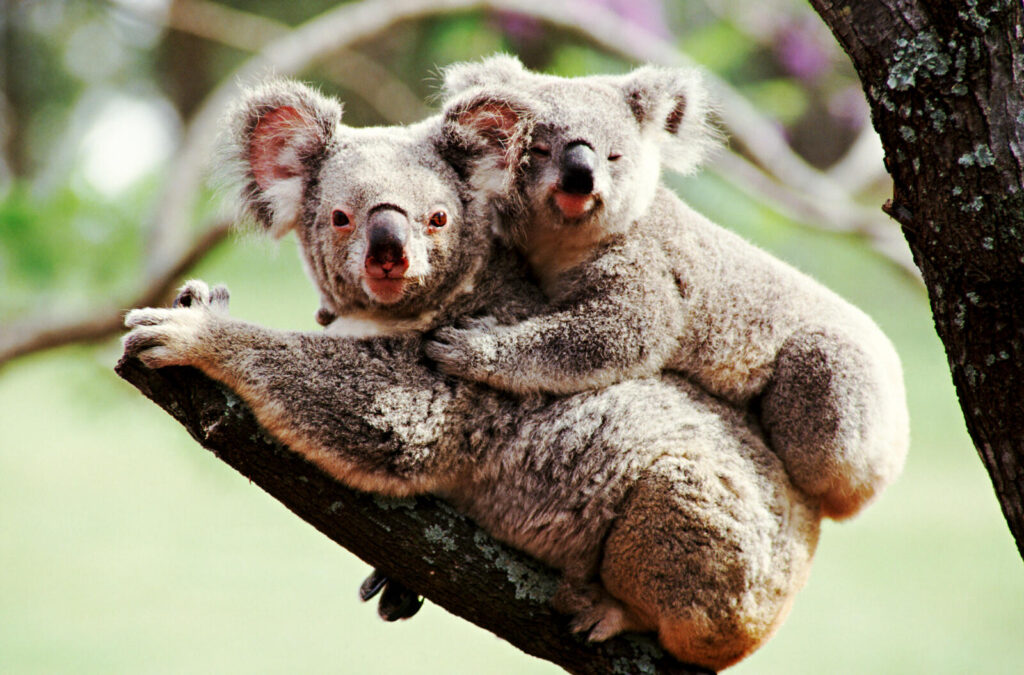The koalas of Australia look like bears but are in fact marsupials.