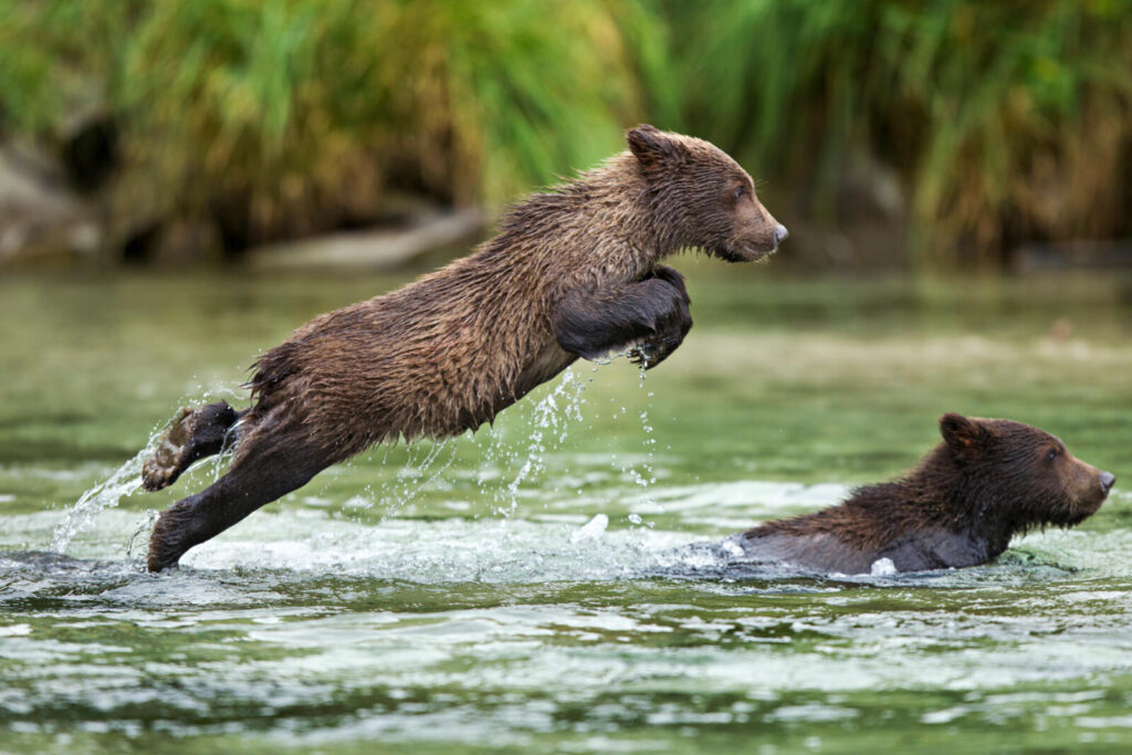 Brown bear cubs, after being protected by their mother early in life, often briefly stay with their littermates before going on to lead independent lives.