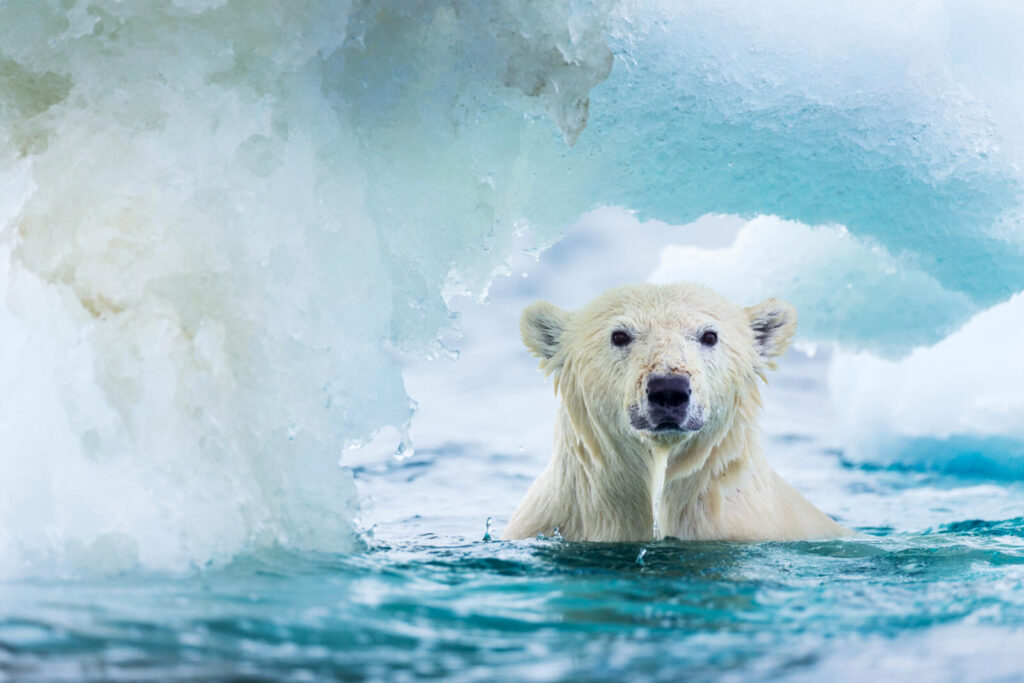 For polar bears, climate change is threatening their way of life.